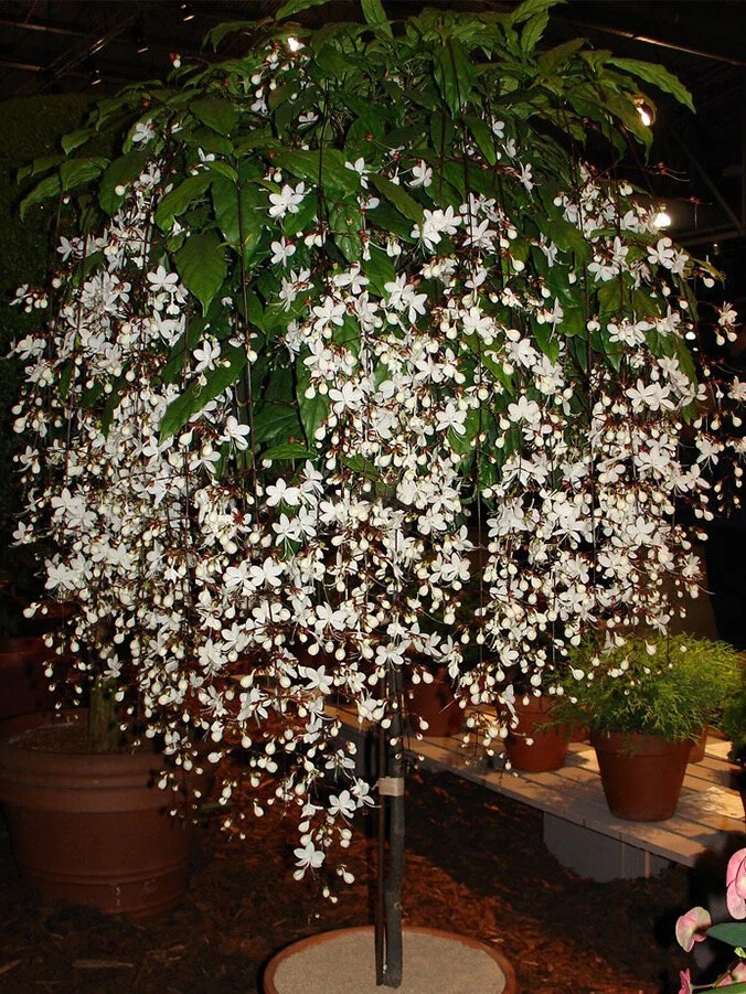 ๐ฅ 2024 Garden Must-Have ๐พ Perennial weeping jasmine seeds