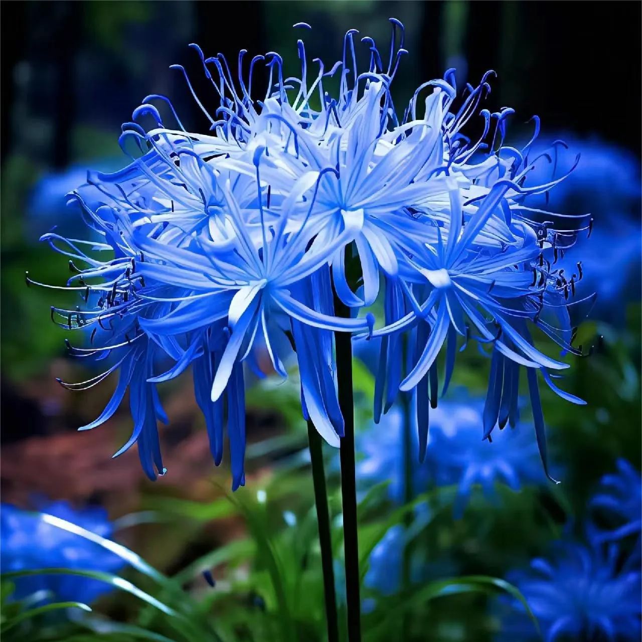 💙Blue Spider Lily Bulbs: Where Mystery Meets Beauty