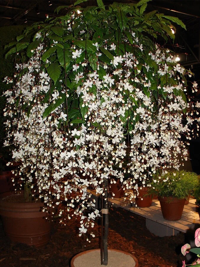 🔥 2024 Garden Must-Have 🌾  Perennial weeping jasmine seeds