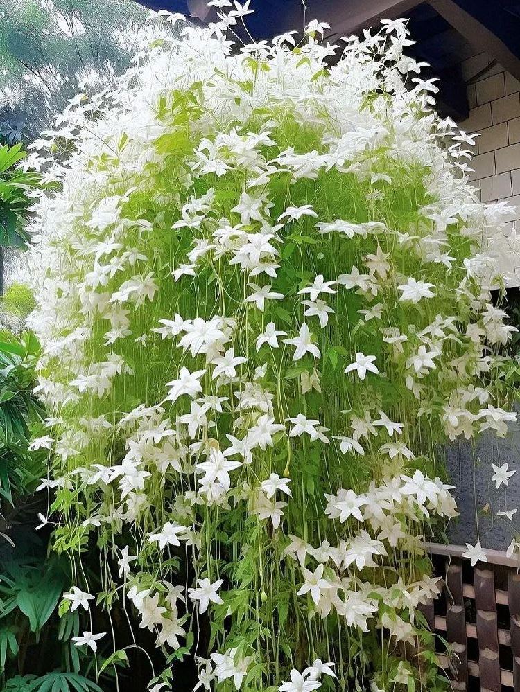 🔥 2024 Garden Must-Have 🌾  Perennial weeping jasmine seeds