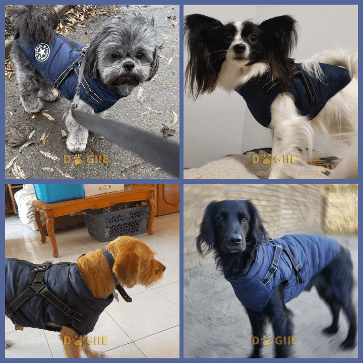 🔥Specially designed for pets🔥 Waterproof winter jacket with built-in harness