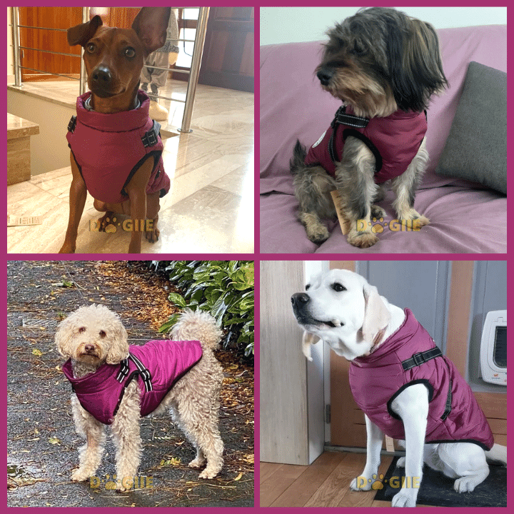 🔥Specially designed for pets🔥 Waterproof winter jacket with built-in harness