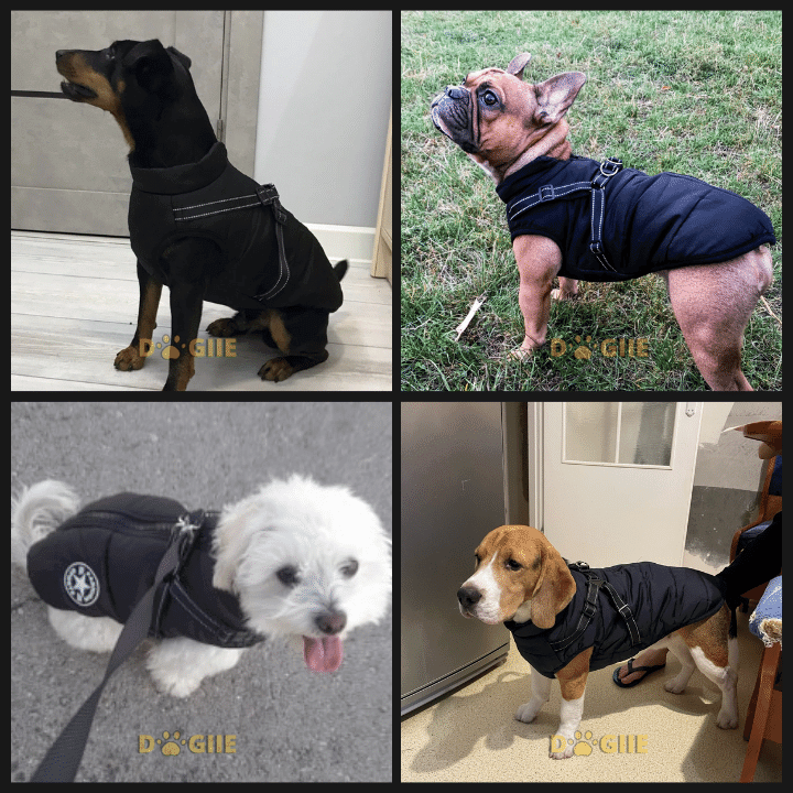 🔥Specially designed for pets🔥 Waterproof winter jacket with built-in harness